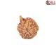 Natural Ganesha Rudraksha 
