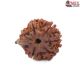 Natural Ganesha Rudraksha 