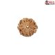 Natural Nepali 6 Mukhi Rudraksha