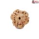 Natural Nepali 3 Mukhi Rudraksha