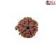 Natural Ganesha Rudraksha 