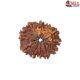Natural Nepali 11 Mukhi Rudraksha