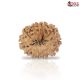 Natural Nepali 11 Mukhi Rudraksha