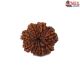 Natural 8 Mukhi Rudraksha