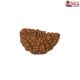 Natural 1 Mukhi Rudraksha