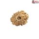 Natural Nepali 12 Mukhi Rudraksha