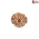 Natural Nepali 9 Mukhi Rudraksha 