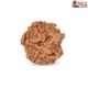 1 Mukhi Under Developed Rudraksha 18 MM