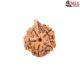 Natural Ganesha Rudraksha 