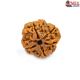 Natural Nepali 4 Mukhi Rudraksha