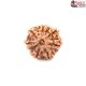 Seven Mukhi Rudraksha 11.50 carat