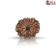 Natural Nepali 11 Mukhi Rudraksha 