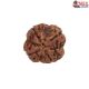Natural Nepali 4 Mukhi Rudraksha