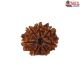 Natural 8 Mukhi Rudraksha