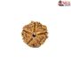 Natural 5 Mukhi Rudraksha 