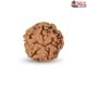 1 Mukhi Under Developed Rudraksha 18 MM
