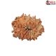 Natural Nepali 11 Mukhi Rudraksha