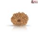 Natural Nepali 11 Mukhi Rudraksha 