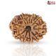 Natural Nepali 11 Mukhi Rudraksha
