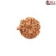 Natural Ganesha Rudraksha 