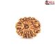 Natural Nepali 12 Mukhi Rudraksha