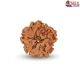 1 Mukhi Under Developed Rudraksha 20 MM