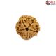 Natural 5 Mukhi Rudraksha 