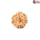 Seven Mukhi Rudraksha 11.85 carat