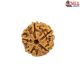 Natural 5 Mukhi Rudraksha 
