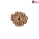 Natural Nepali 9 Mukhi Rudraksha 