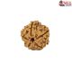 Natural 5 Mukhi Rudraksha 