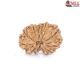 Natural Nepali 12 Mukhi Rudraksha