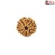 Natural 5 Mukhi Rudraksha 