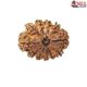 Natural Nepali 11 Mukhi Rudraksha