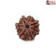 Seven Mukhi Rudraksha 13.42 carat