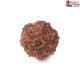 Seven Mukhi Rudraksha 11.96 carat