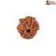 Natural Ganesha Rudraksha 