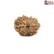 Natural Nepali 12 Mukhi Rudraksha