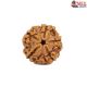 Natural 5 Mukhi Rudraksha 
