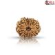Natural Nepali 11 Mukhi Rudraksha 