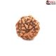 Seven Mukhi Rudraksha 16.15 carat