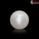  South Sea Pearl (Moti) 5.53 Carat