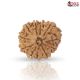Natural Nepali 11 Mukhi Rudraksha 
