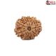 Natural Nepali 10 Mukhi Rudraksha 
