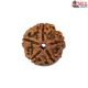 Natural 5 Mukhi Rudraksha 
