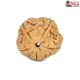 Natural 5 Mukhi Rudraksha 