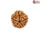 Natural 5 Mukhi Rudraksha 