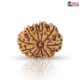 Natural Nepali 11 Mukhi Rudraksha
