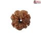 Natural Nepali 4 Mukhi Rudraksha