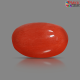 Italian Red Coral 4.30 carat
